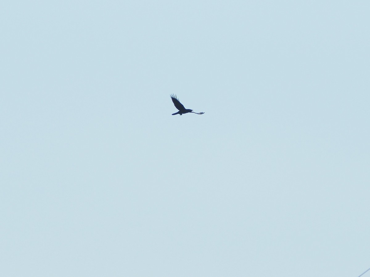 Torresian Crow - ML659741113