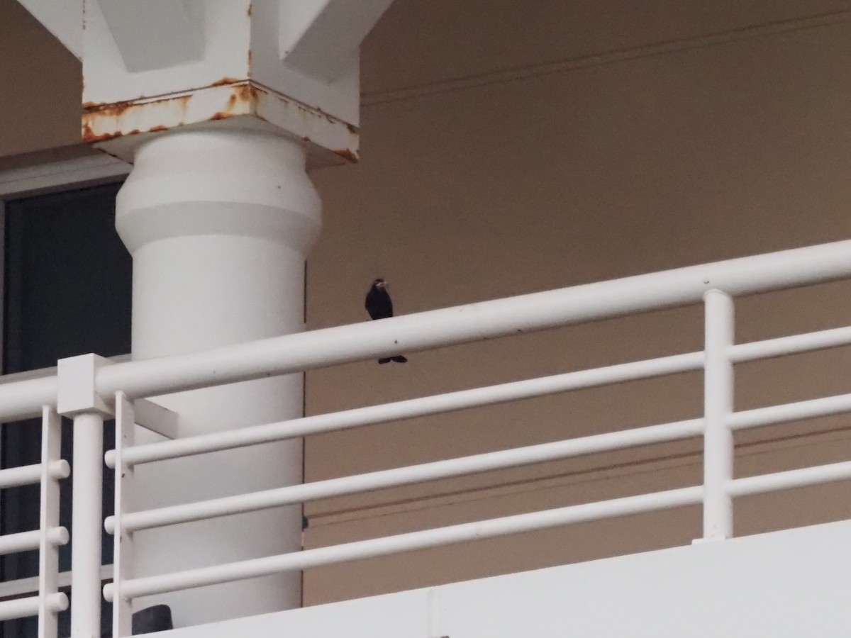 Spangled Drongo - ML659741127