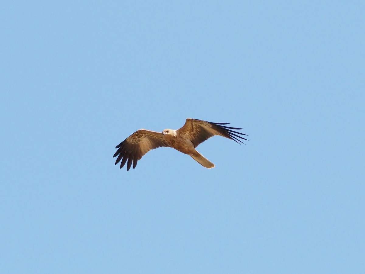 Whistling Kite - ML659741171