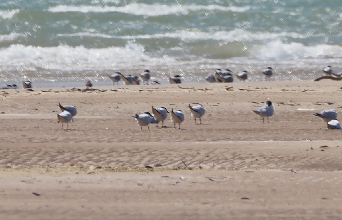Australian Tern - ML659741189