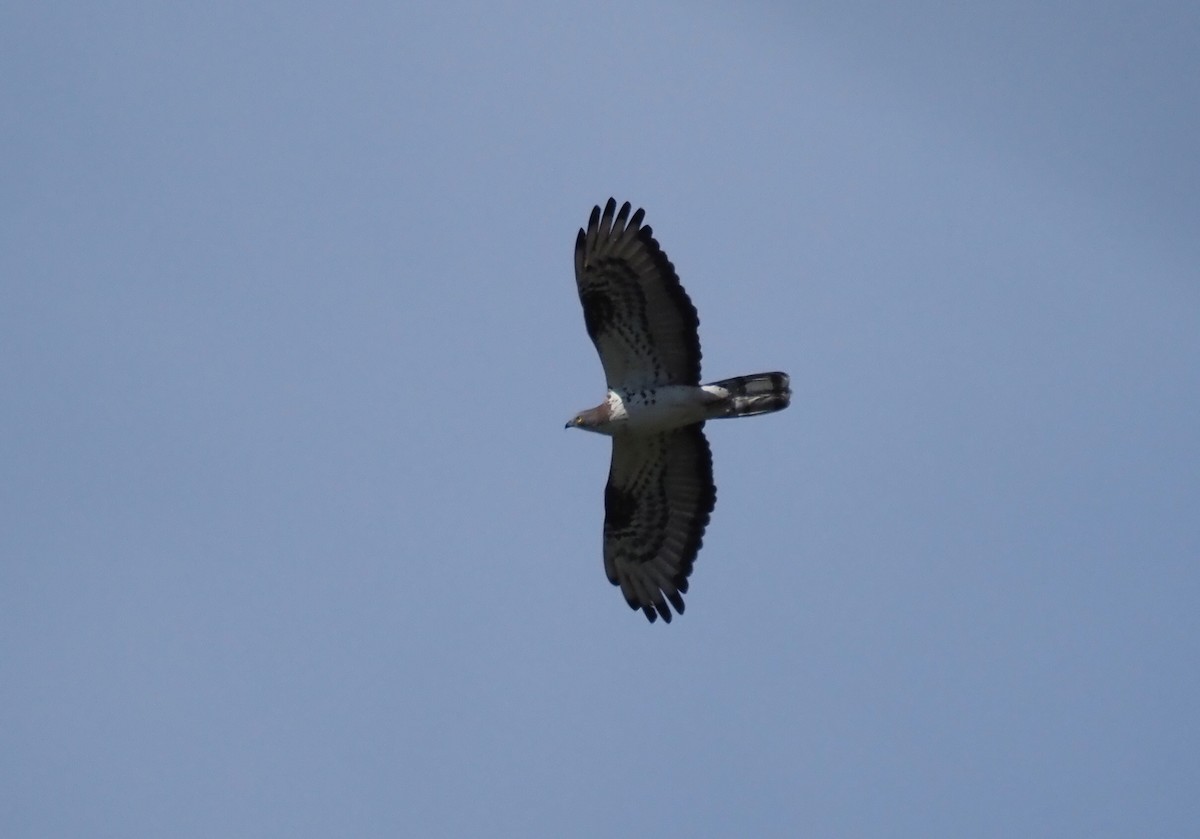 European Honey-buzzard - ML659741528