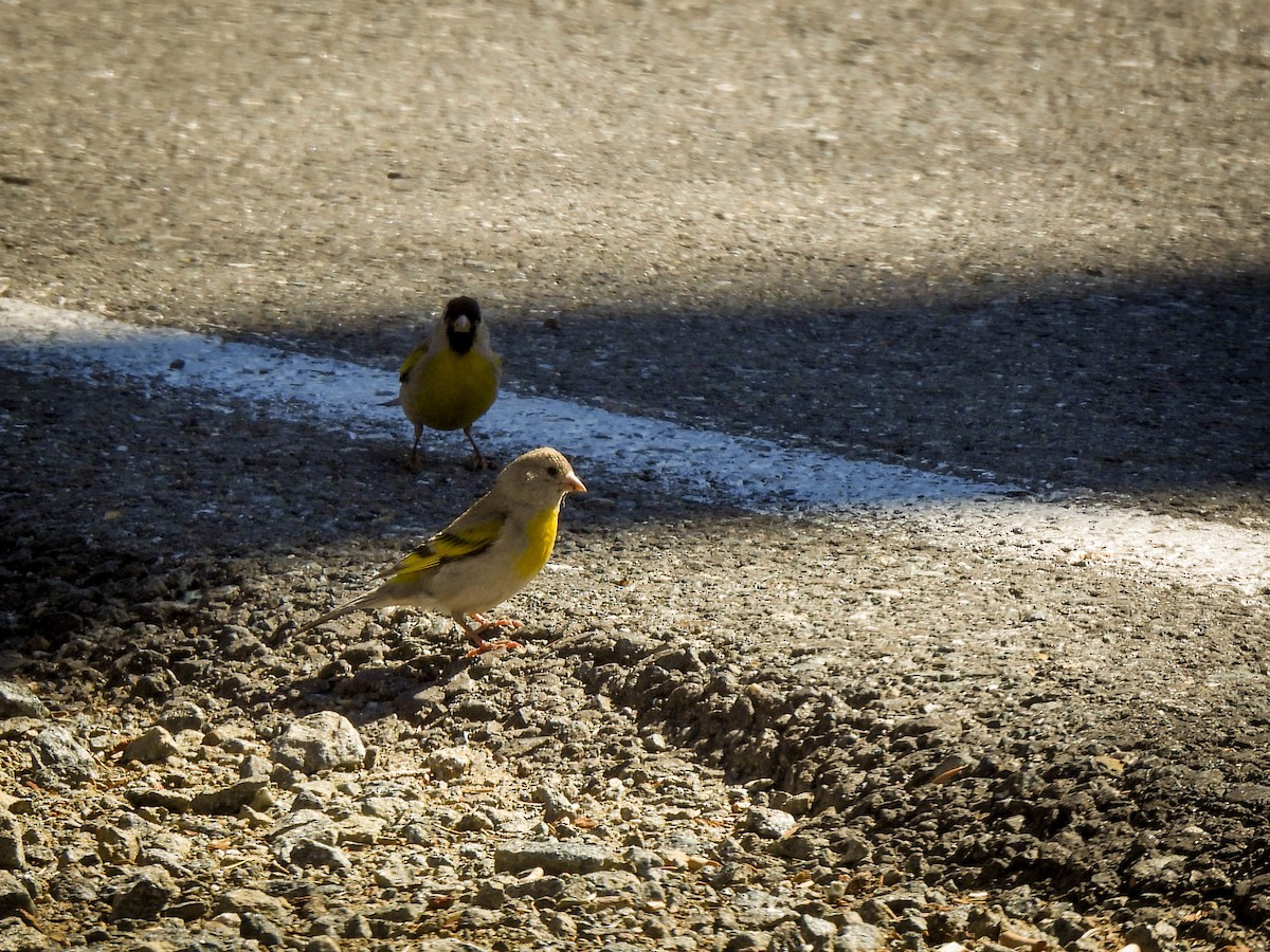 Lawrence's Goldfinch - ML659741554