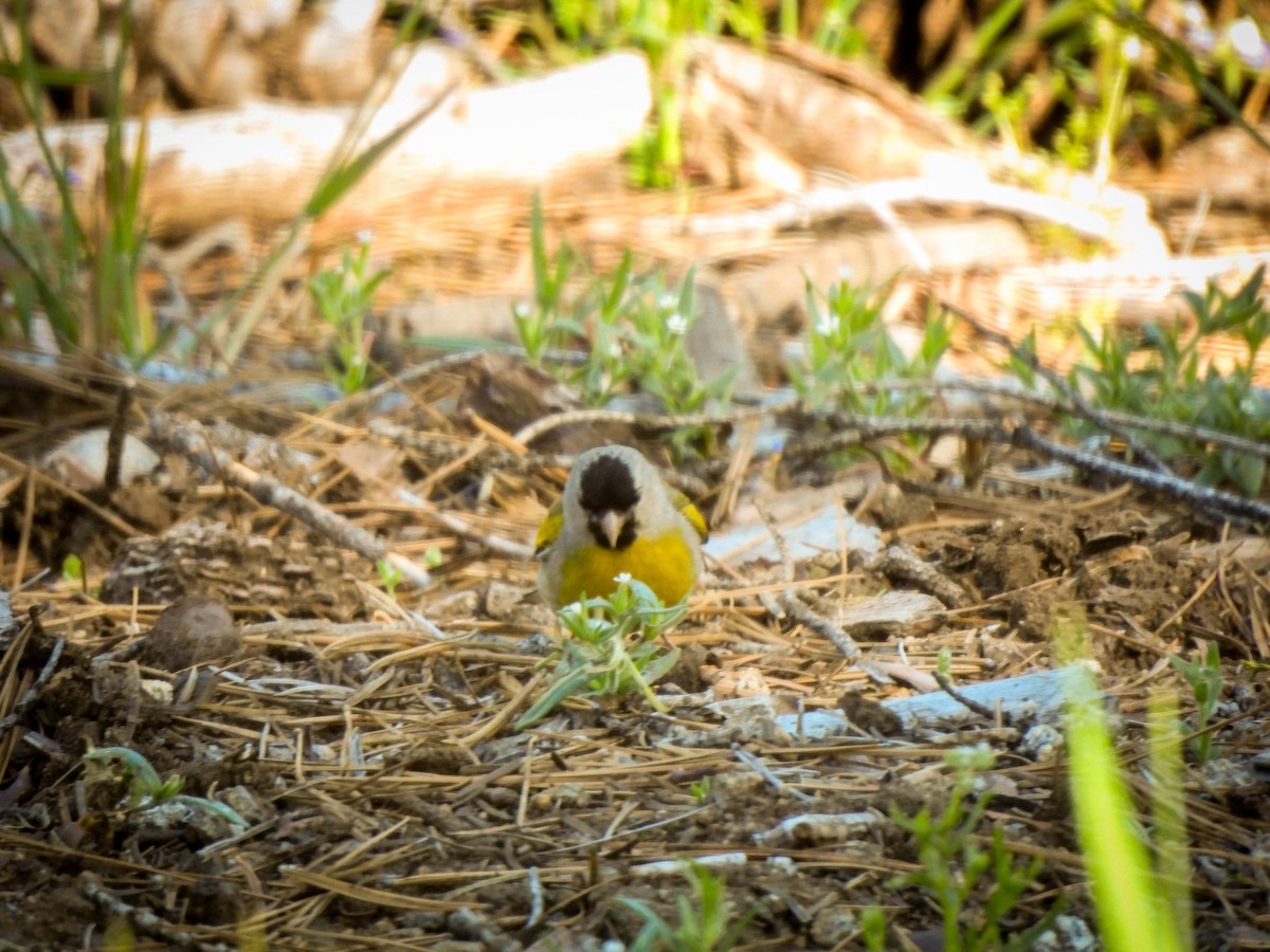 Lawrence's Goldfinch - ML659741555