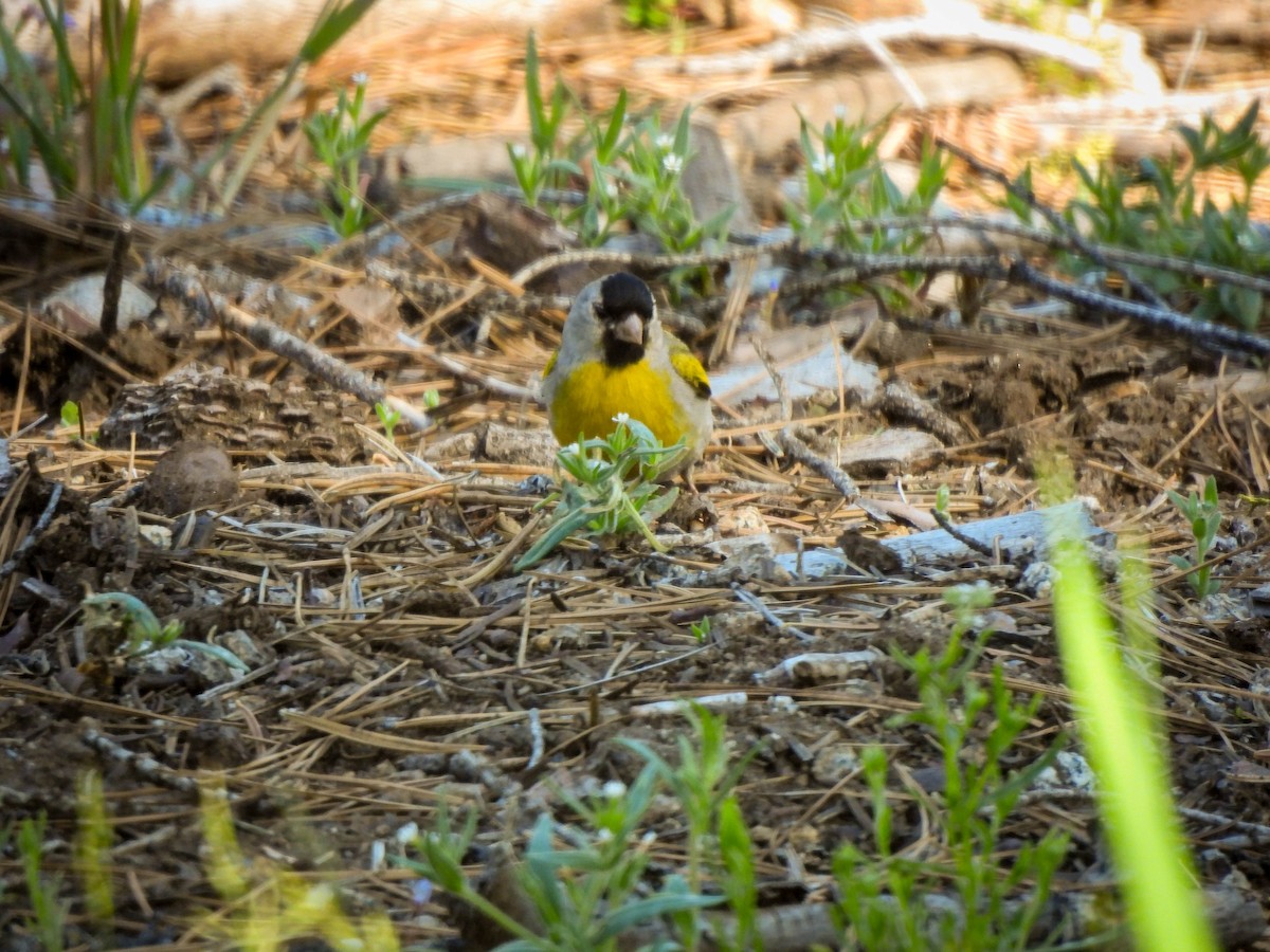 Lawrence's Goldfinch - ML659741556