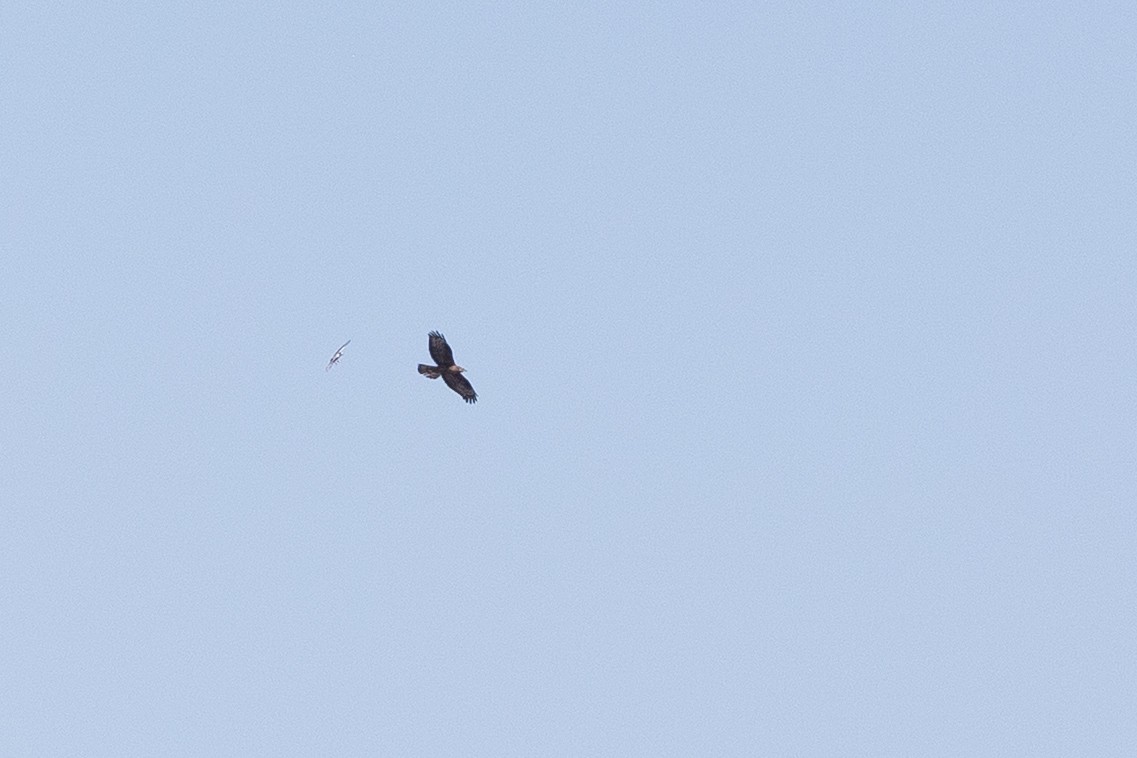 European Honey-buzzard - ML659742574