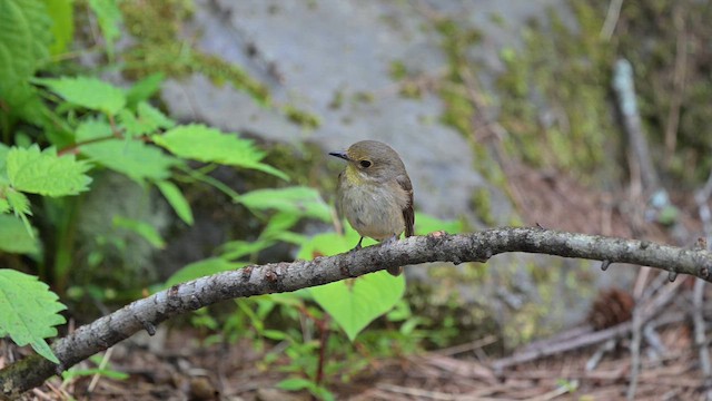 Narcissus Flycatcher - ML659743406