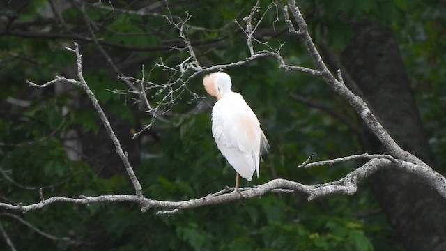 Western Cattle-Egret - ML659743416