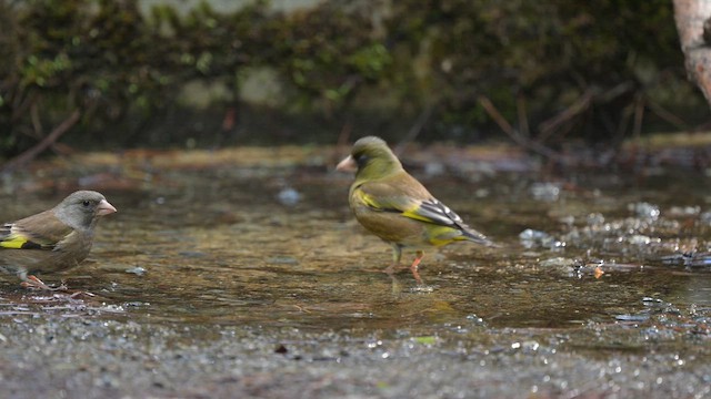 Oriental Greenfinch (Oriental) - ML659743455
