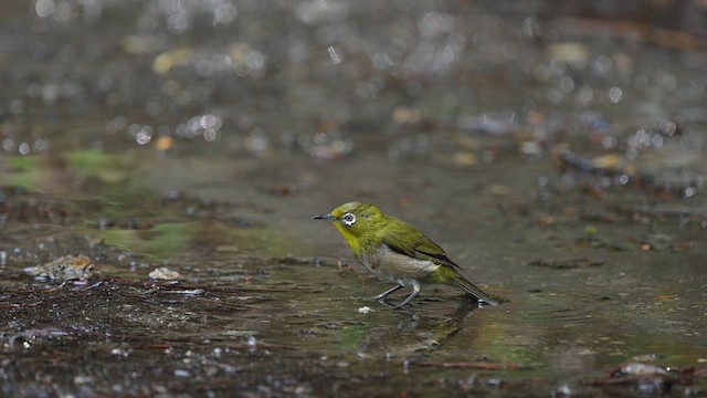Warbling White-eye - ML659743472