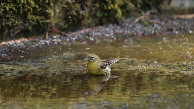 Yellow Bunting - ML659743551