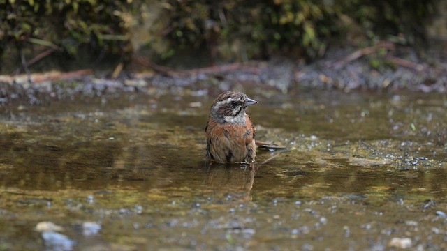 Meadow Bunting (Black-eared) - ML659743563