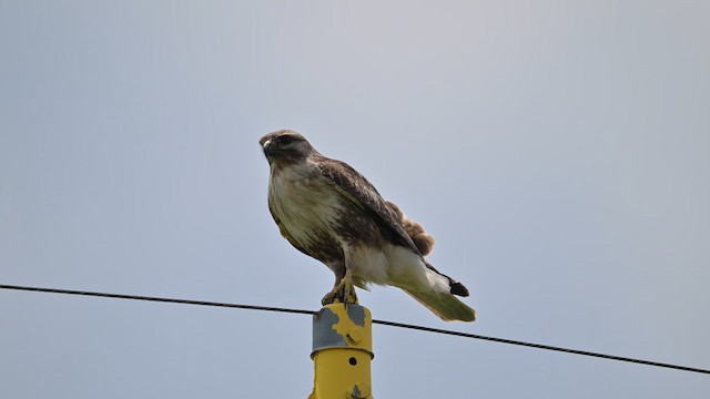 Eastern Buzzard - ML659743650