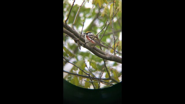 Chestnut-sided Warbler - ML659743661