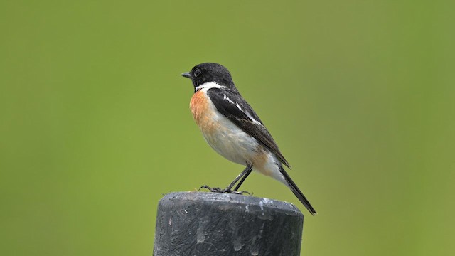 Amur Stonechat - ML659743665