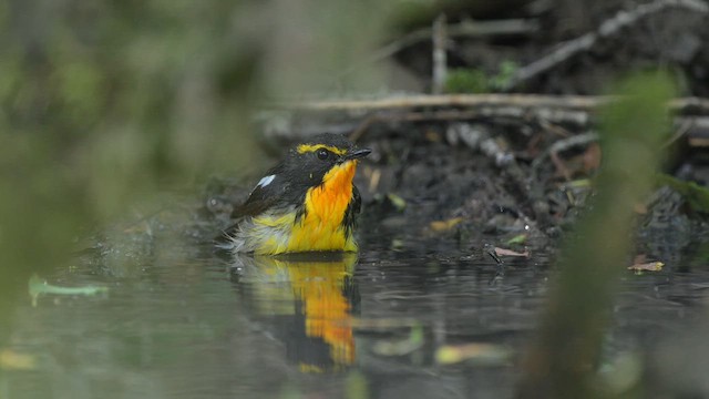 Narcissus Flycatcher - ML659743701