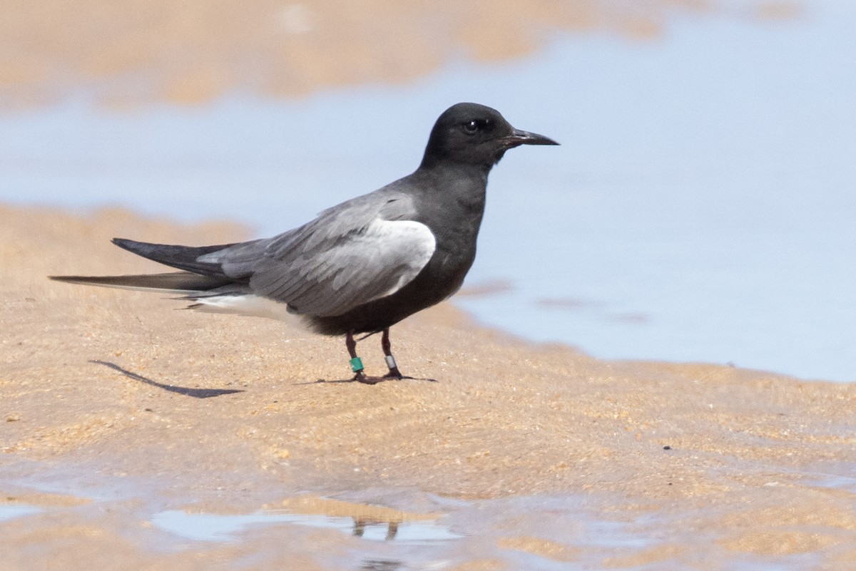 Black Tern (American) - ML659743826