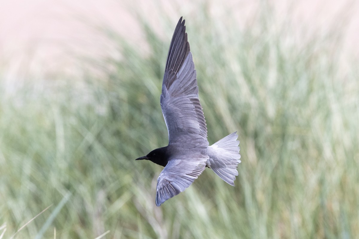 Black Tern (American) - ML659743828