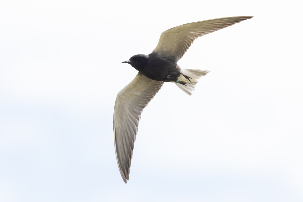 Black Tern (American) - ML659743829