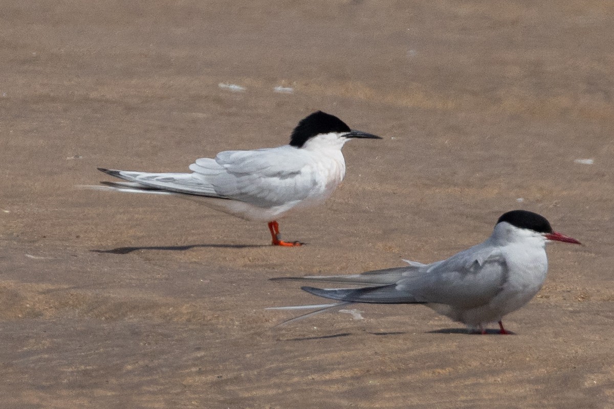Roseate Tern - ML659743906