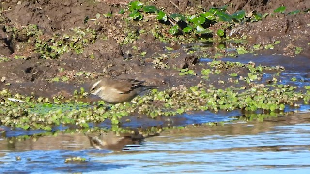 Buff-winged Cinclodes - ML659743907