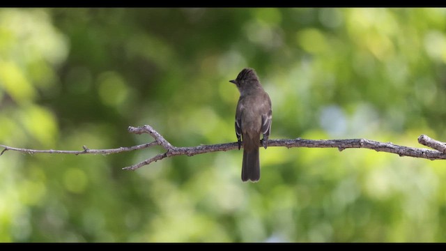Willow Flycatcher - ML659743918