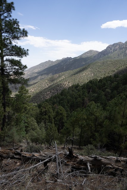 Madera Canyon--Mt. Wrightson Picnic Area & Upper Canyon Trails
