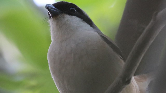 Long-tailed Shrike - ML659744491
