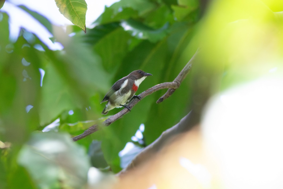 Red-banded Flowerpecker - ML659744520