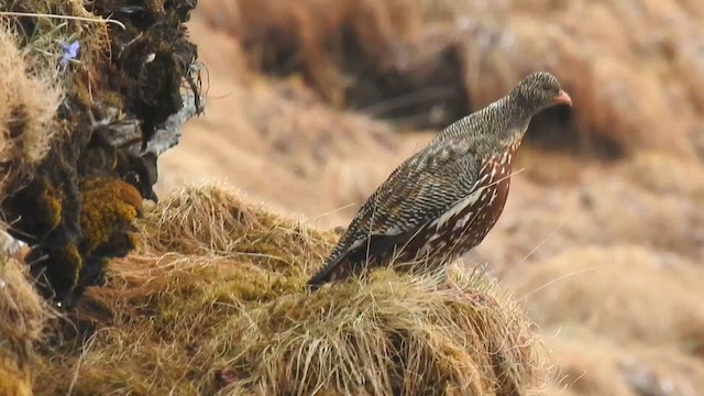Snow Partridge - ML659744927