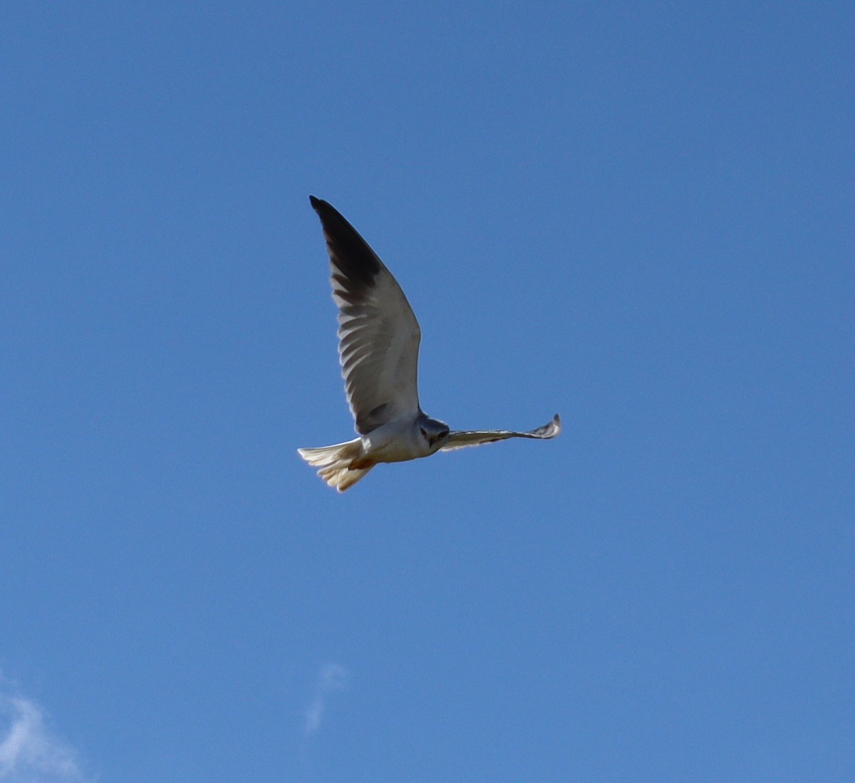 Black-winged Kite - ML659744992