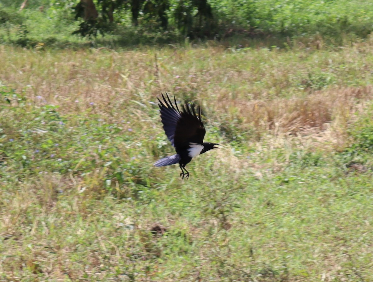 Pied Crow - ML659744998