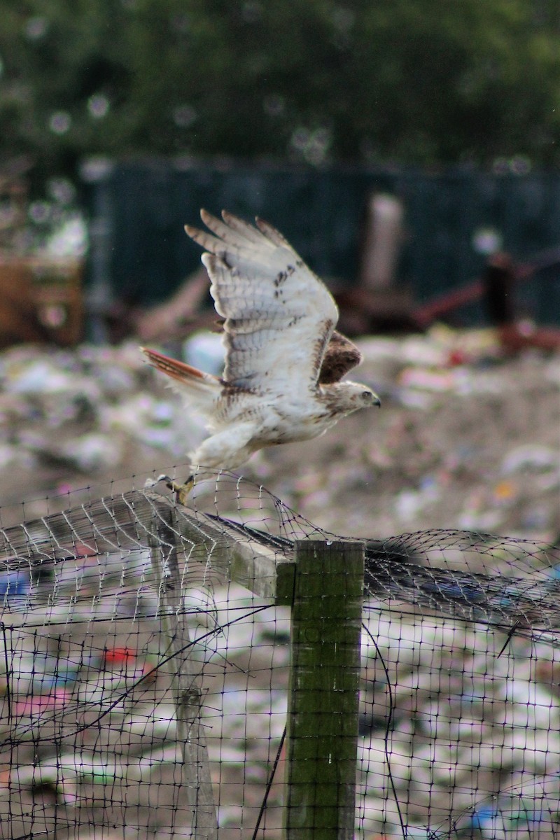 Red-tailed Hawk - ML65974501