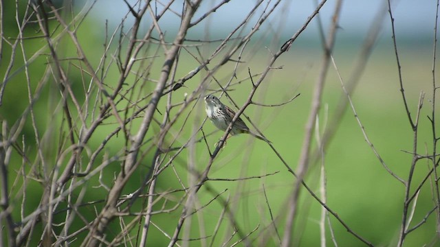 Henslow's Sparrow - ML659745044