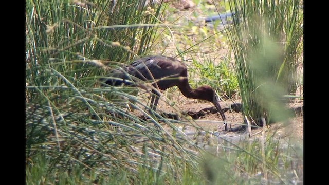 Glossy Ibis - ML659745177