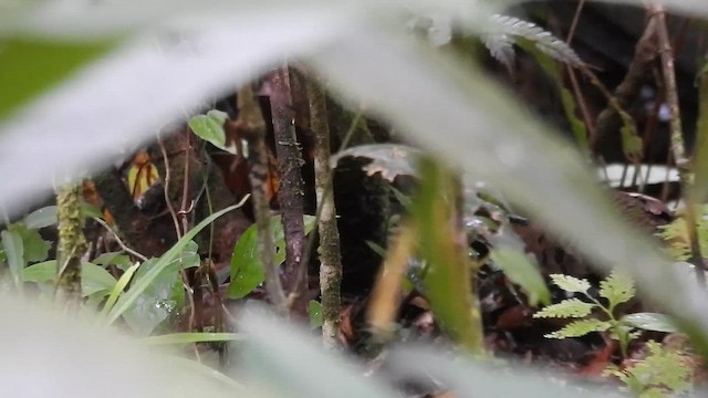 Red-breasted Partridge - ML659745536