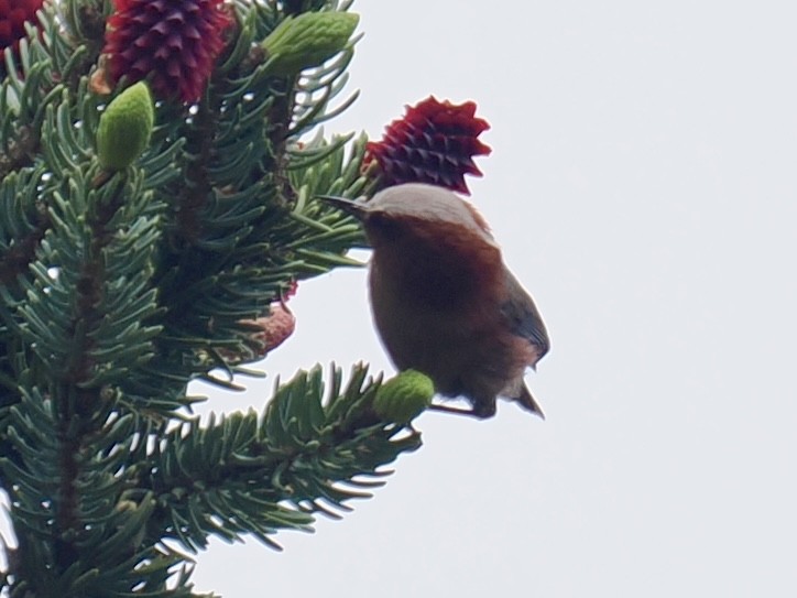 Хохлатая расписная синичка - ML659745563
