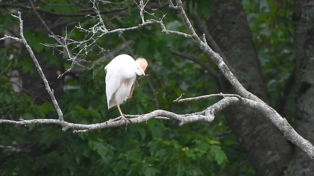 Western Cattle-Egret - ML659745598