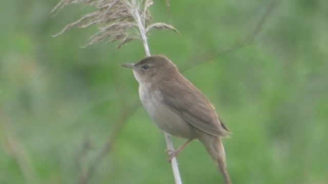 Savi's Warbler - ML659745650