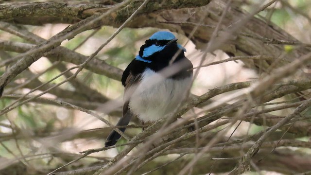 Superb Fairywren - ML659745716