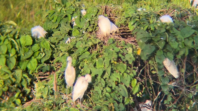 Western Cattle-Egret - ML659745737