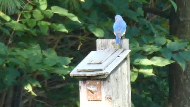 Eastern Bluebird - ML659745906