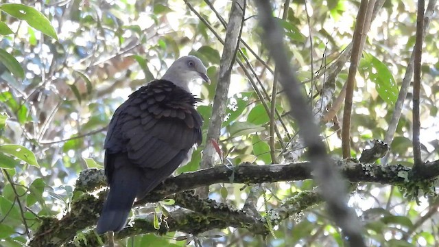 Mountain Imperial-Pigeon - ML659746075