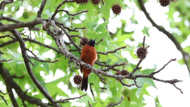 Orchard Oriole - ML659746298