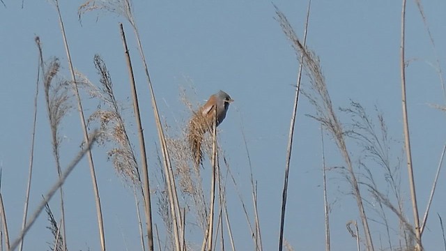 Bearded Reedling - ML659746678