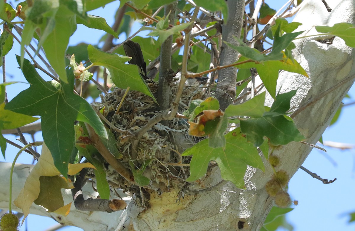 Cassin's Kingbird - ML659746882