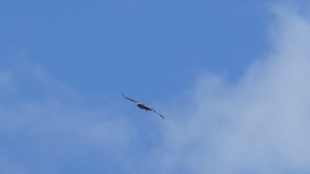 White-tailed Eagle - ML659746931