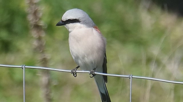 Red-backed Shrike - ML659746937
