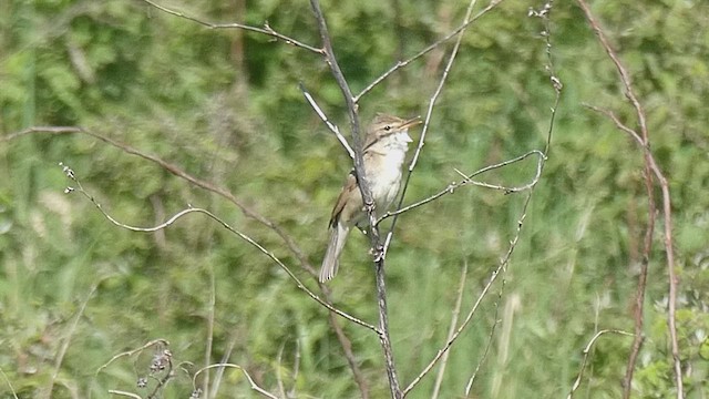 Marsh Warbler - ML659746941