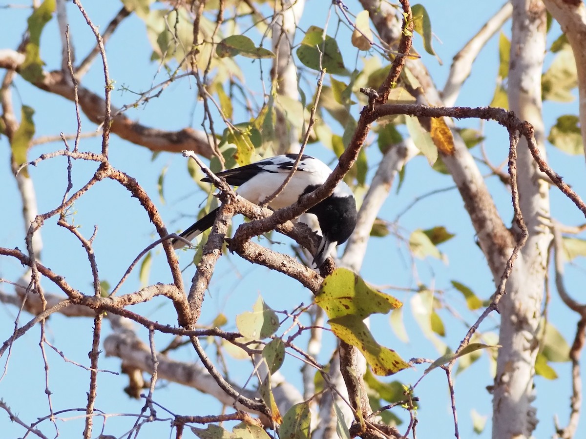 Alaca Kasapkuşu - ML659746999