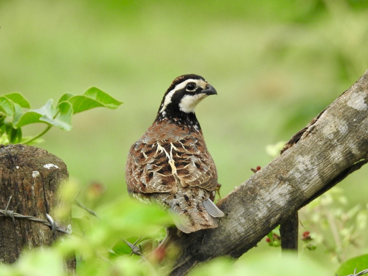 Northern Bobwhite - ML659747147
